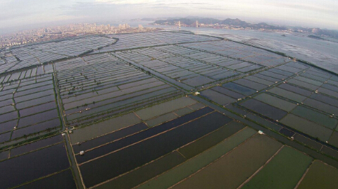 今日“牛田洋”，1000多个鱼塘水波荡漾。——张烈华  摄